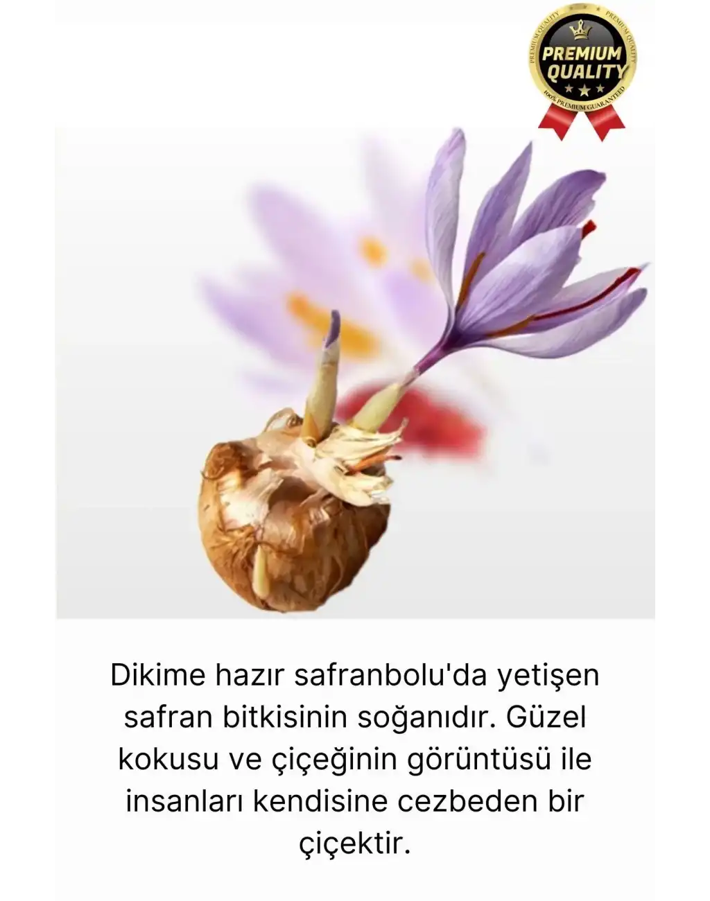 Özel Yerli Üretim Dikime Hazır Büyük Boy 1. Kalite Efsane Safranbolu Safran Soğanı Bitkisi - 1 Adet