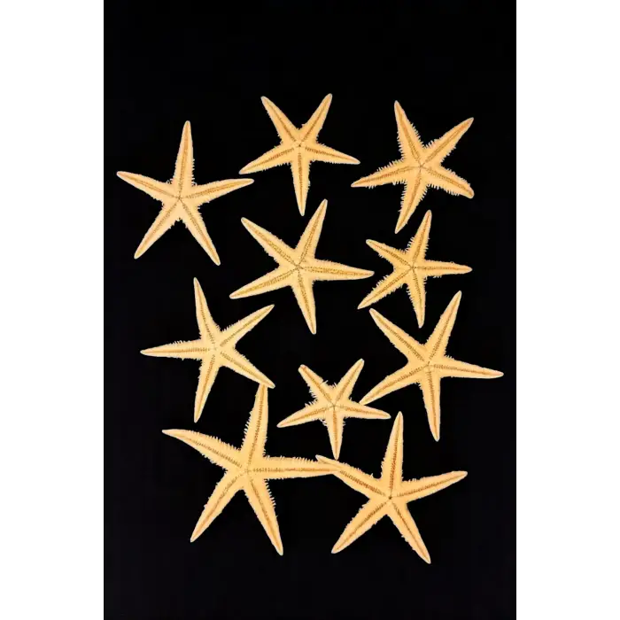 10 Adet Gerçek Deniz Yıldızı