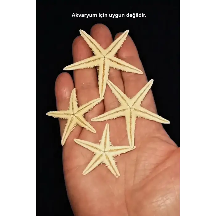 10 Adet Gerçek Deniz Yıldızı