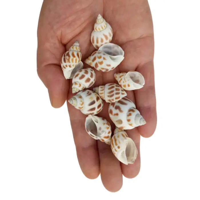 10 Adet Junonia Shell Deniz Kabuğu 9-JS
