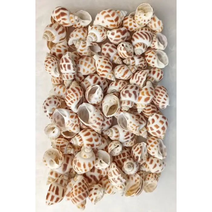 10 Adet Junonia Shell Deniz Kabuğu 9-JS