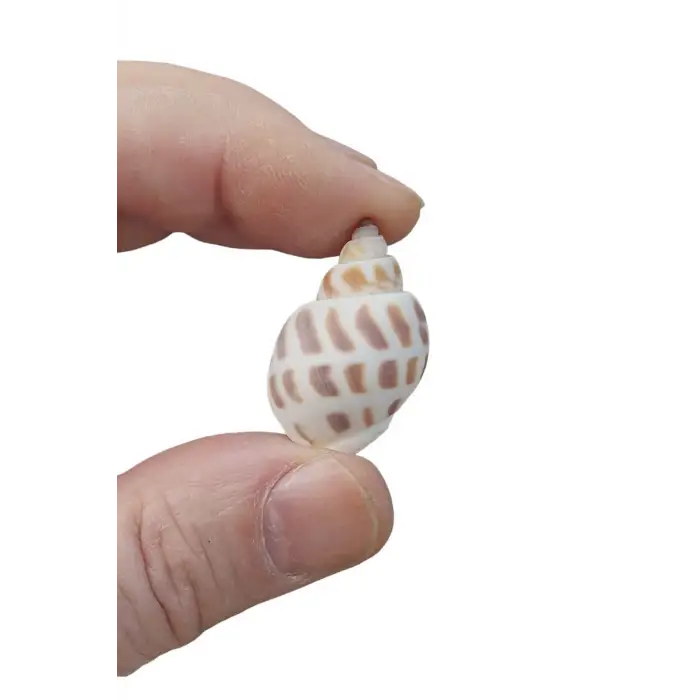 10 Adet Junonia Shell Deniz Kabuğu 9-JS