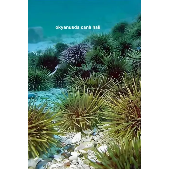 Büyük Boy Deniz Kestanesi BDK8