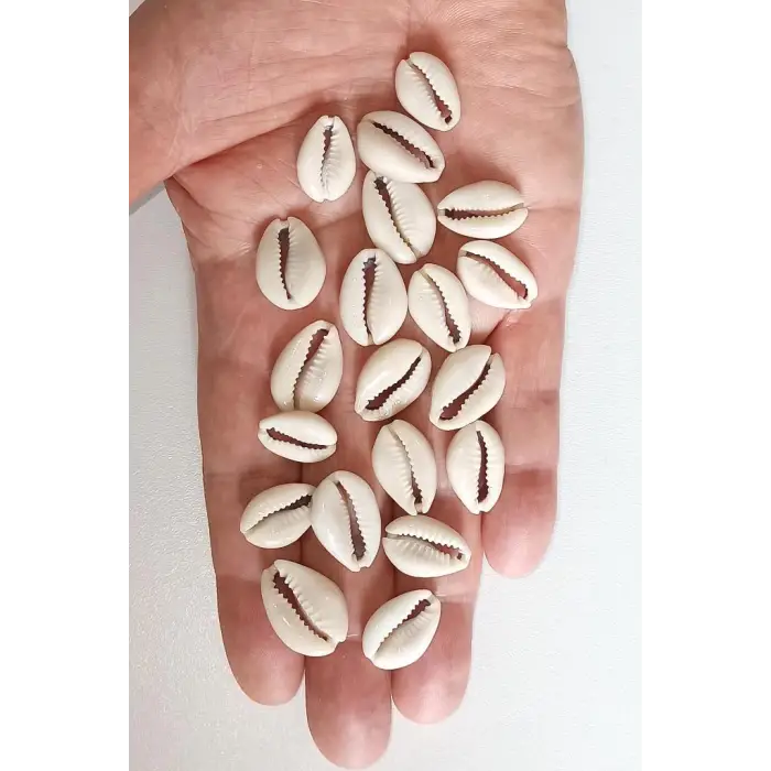 20 Adet Takı Yapımına Uygun Deniz Kabuğu 539