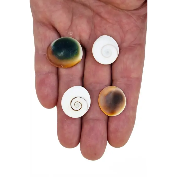 4 Adet Doğal Yılancık Taşı Operculum 435Y