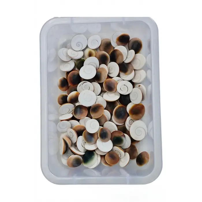 4 Adet Doğal Yılancık Taşı Operculum 435Y