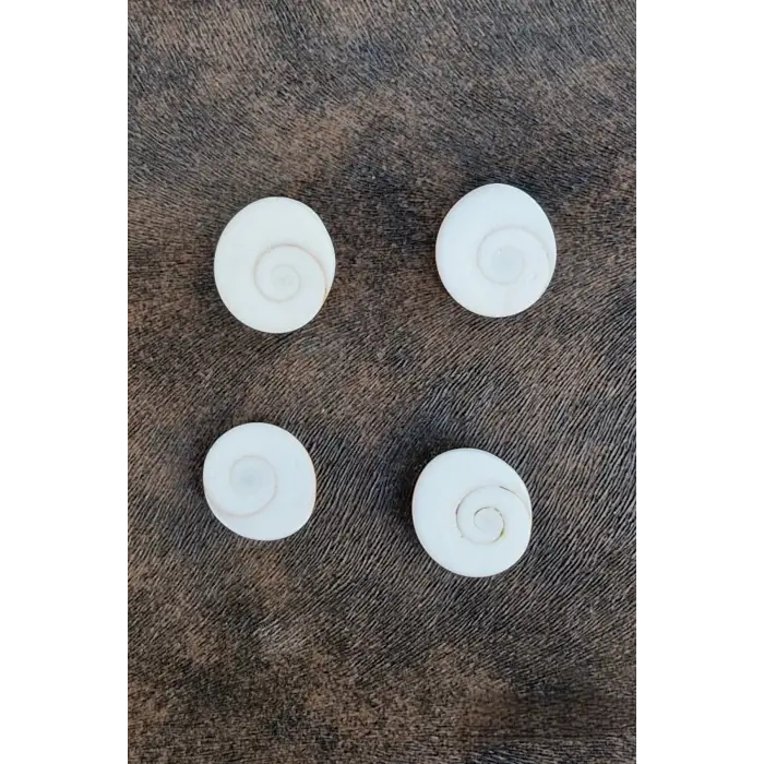 4 Adet Doğal Yılancık Taşı Operculum 435Y