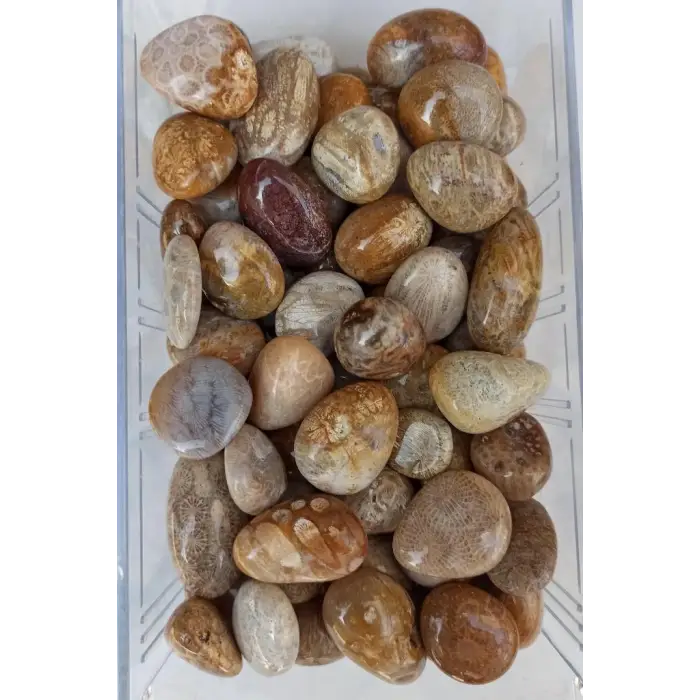 50 Gram Fosil Mercan Tamburlu Parçalar 353