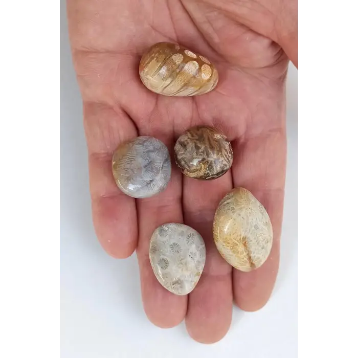 50 Gram Fosil Mercan Tamburlu Parçalar 353