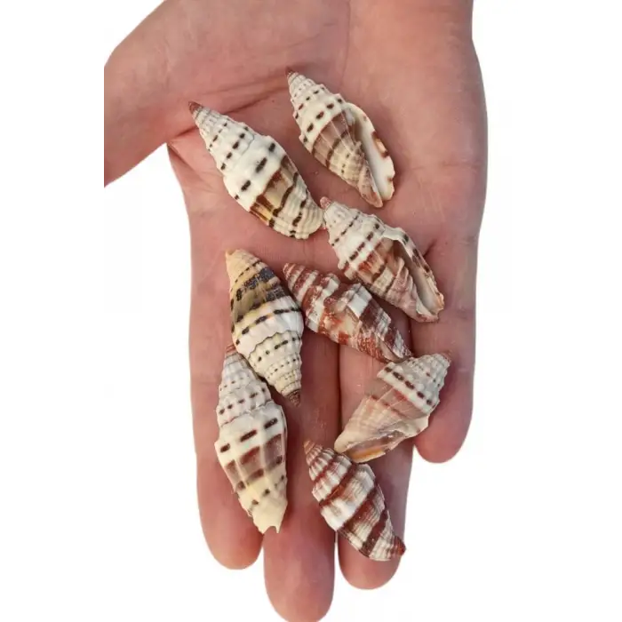 50 Gram Mitra Deniz Kabukları 555