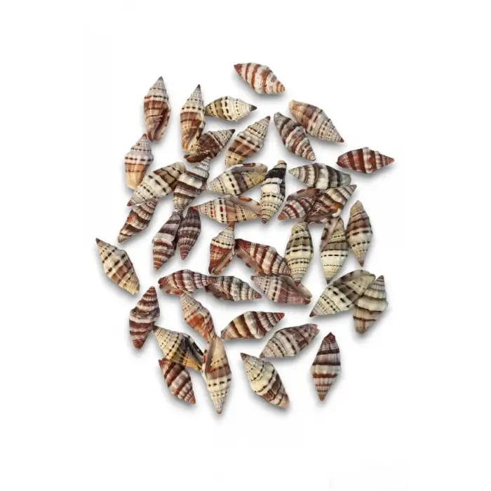 50 Gram Mitra Deniz Kabukları 555
