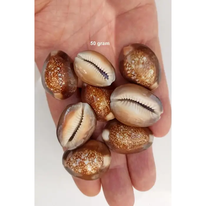 50 Gram Snake Head Cowry Deniz Kabukları 439
