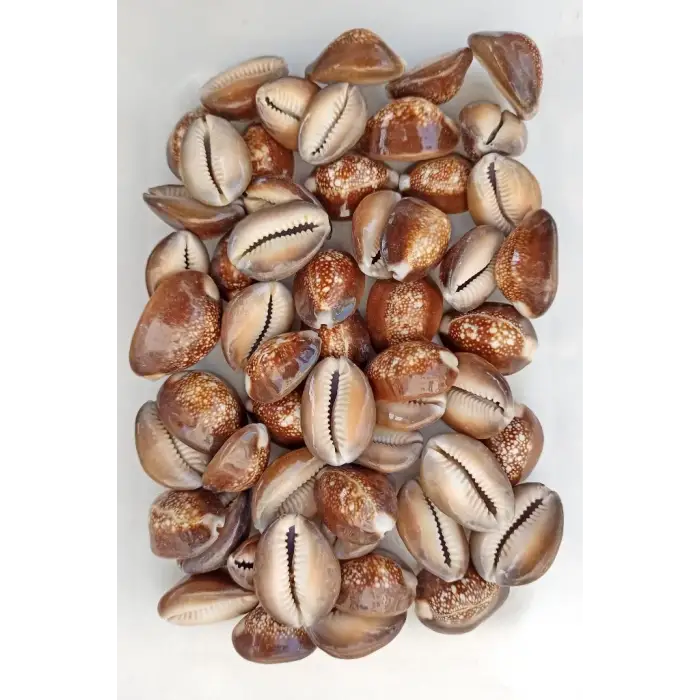 50 Gram Snake Head Cowry Deniz Kabukları 439