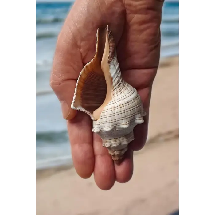 Büyük Boy Deniz Kabuğu Horse Conch 10HC