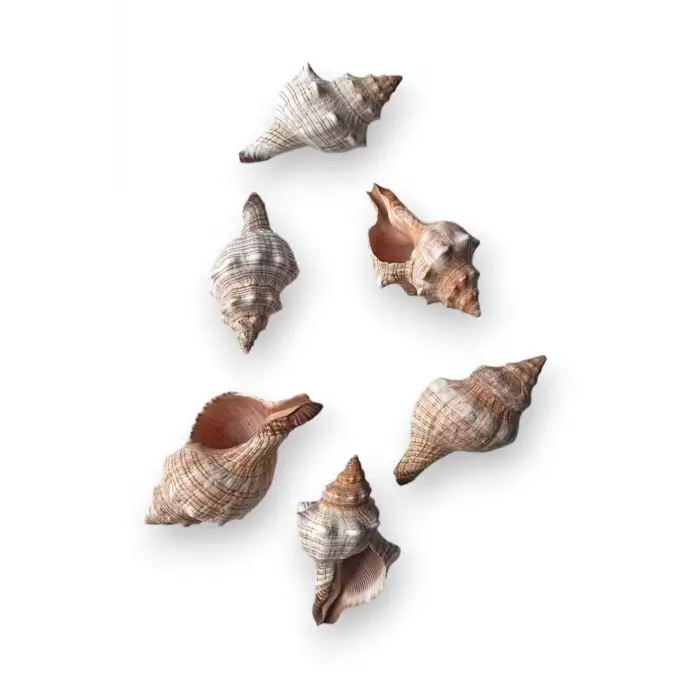 Büyük Boy Deniz Kabuğu Horse Conch 10HC