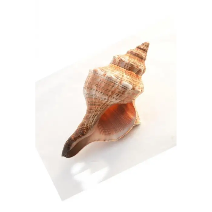 Büyük Boy Deniz Kabuğu Horse Conch 10HC