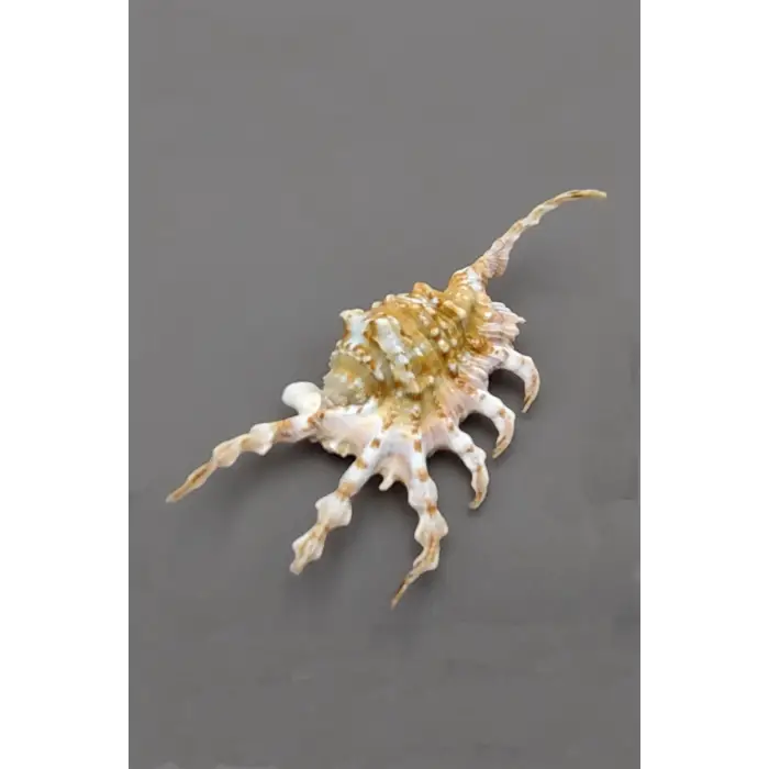 Scorpion Conch Akrep Deniz Kabuğu 10SC