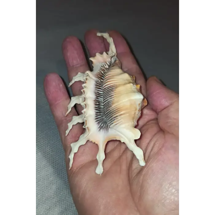 Scorpion Conch Akrep Deniz Kabuğu 10SC