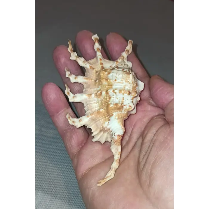 Scorpion Conch Akrep Deniz Kabuğu 10SC
