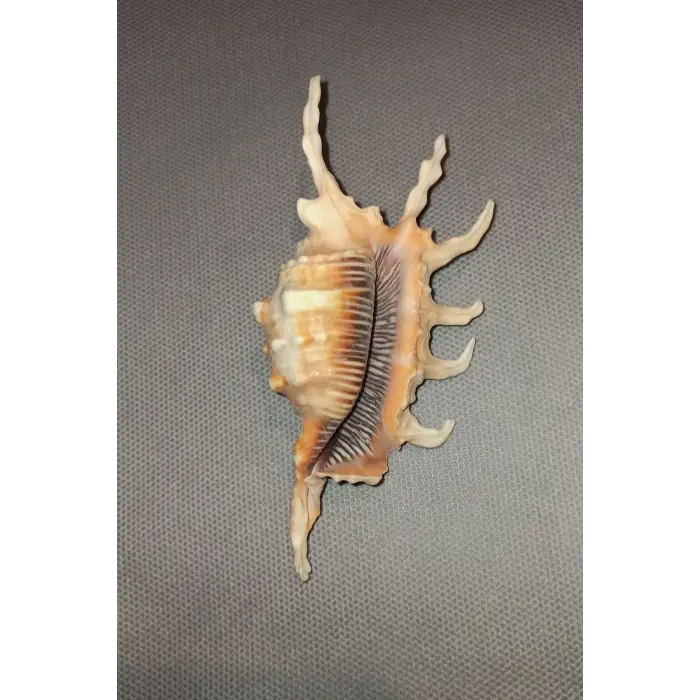 Scorpion Conch Akrep Deniz Kabuğu 10SC