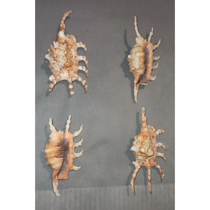 Scorpion Conch Akrep Deniz Kabuğu 10SC