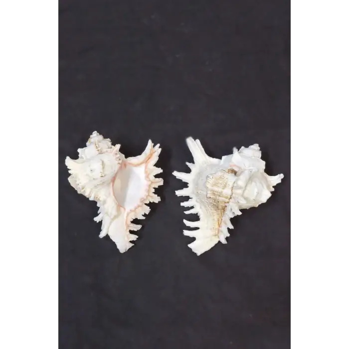 Ramose Murex Büyük Deniz Kabuğu 30-RM