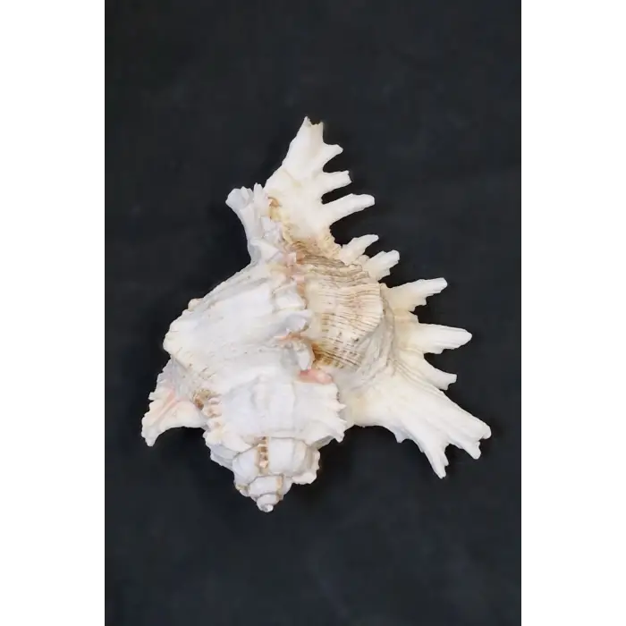 Ramose Murex Büyük Deniz Kabuğu 30-RM