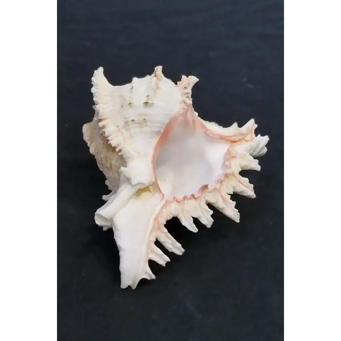 Ramose Murex Büyük Deniz Kabuğu 30-RM