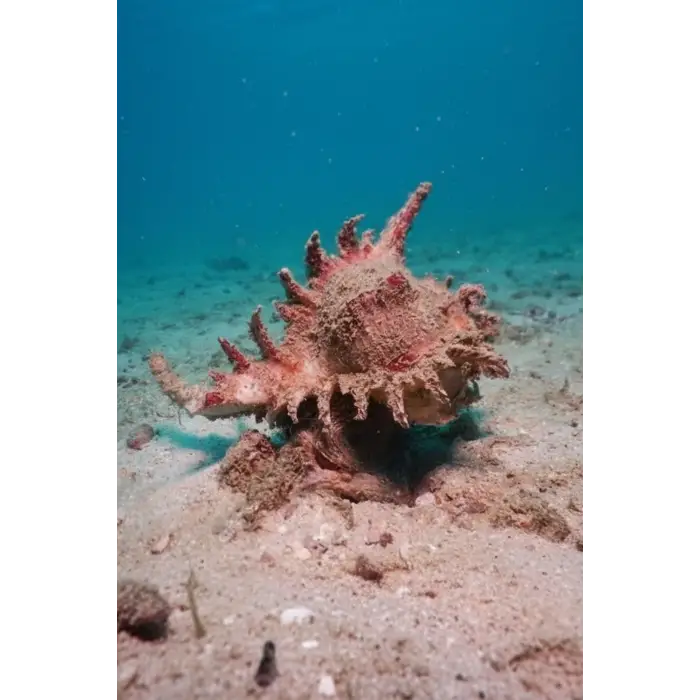 Ramose Murex Büyük Deniz Kabuğu 30-RM