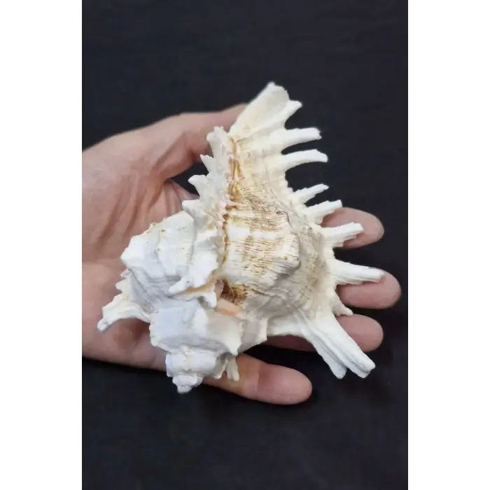 Ramose Murex Büyük Deniz Kabuğu 30-RM