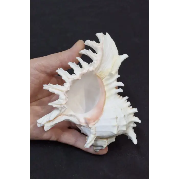 Ramose Murex Büyük Deniz Kabuğu 30-RM