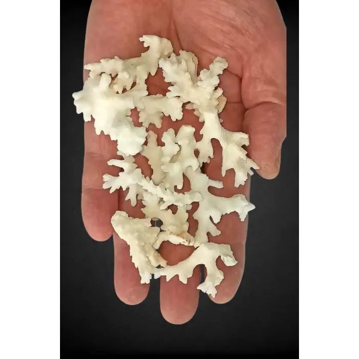 50 Gram Beyaz Mercan Küçük Parçalar 9BM