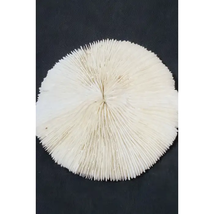 Mantar Mercan Dekoratif Parça Mushroom Coral 9DM