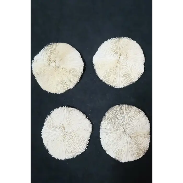 Mantar Mercan Dekoratif Parça Mushroom Coral 9DM