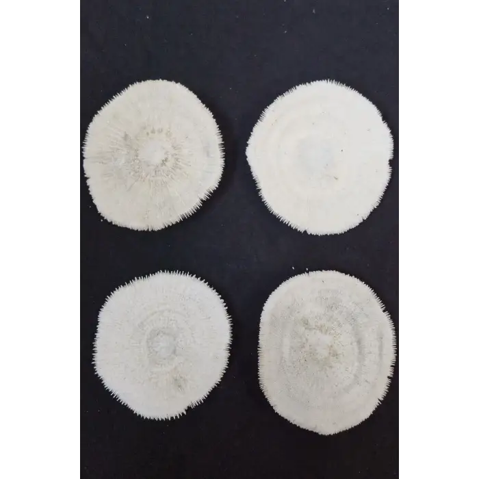 Mantar Mercan Dekoratif Parça Mushroom Coral 9DM