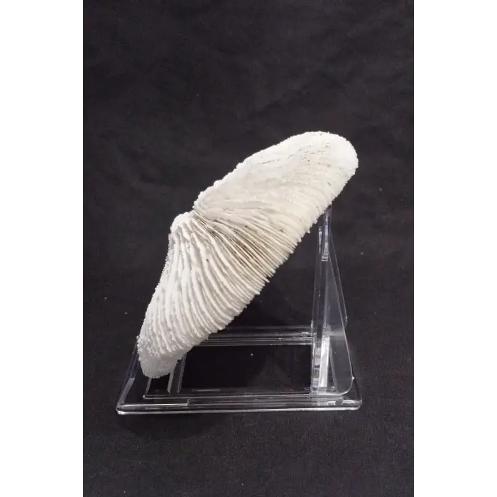 Mantar Mercan Dekoratif Parça Mushroom Coral 9DM