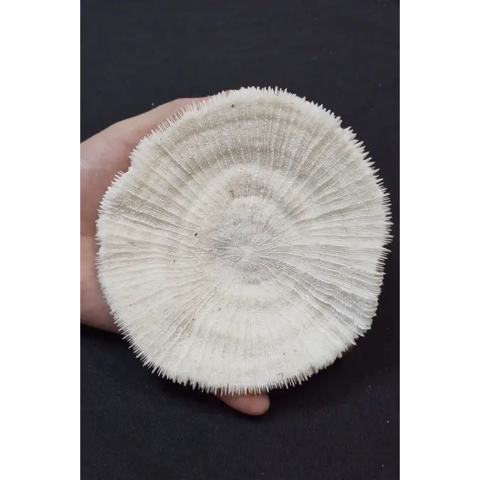 Mantar Mercan Dekoratif Parça Mushroom Coral 9DM