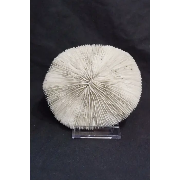 Mantar Mercan Dekoratif Parça Mushroom Coral 9DM