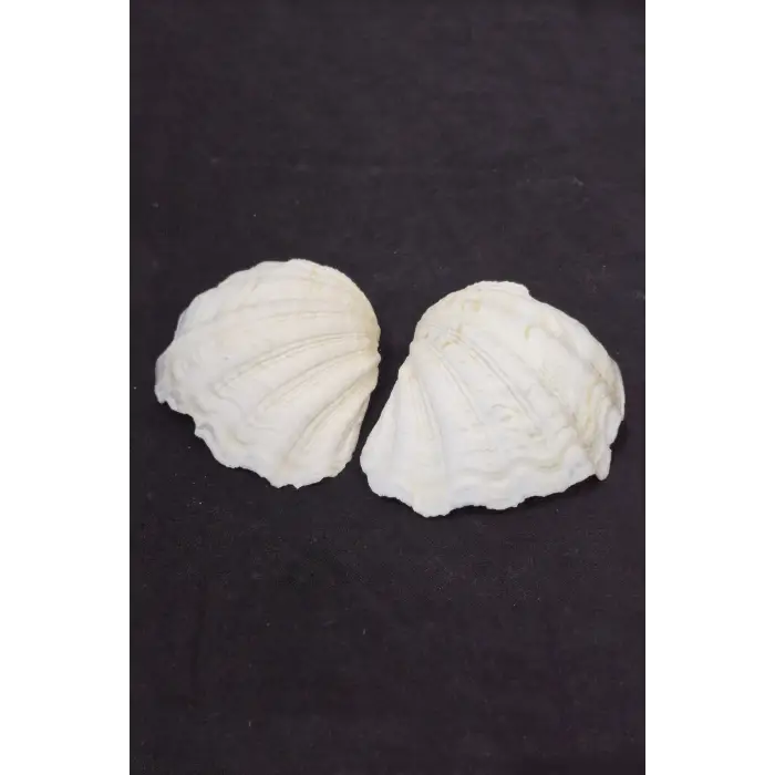 İki Parçalı Deniz Kabuğu Tridacna Gigas 30-P2