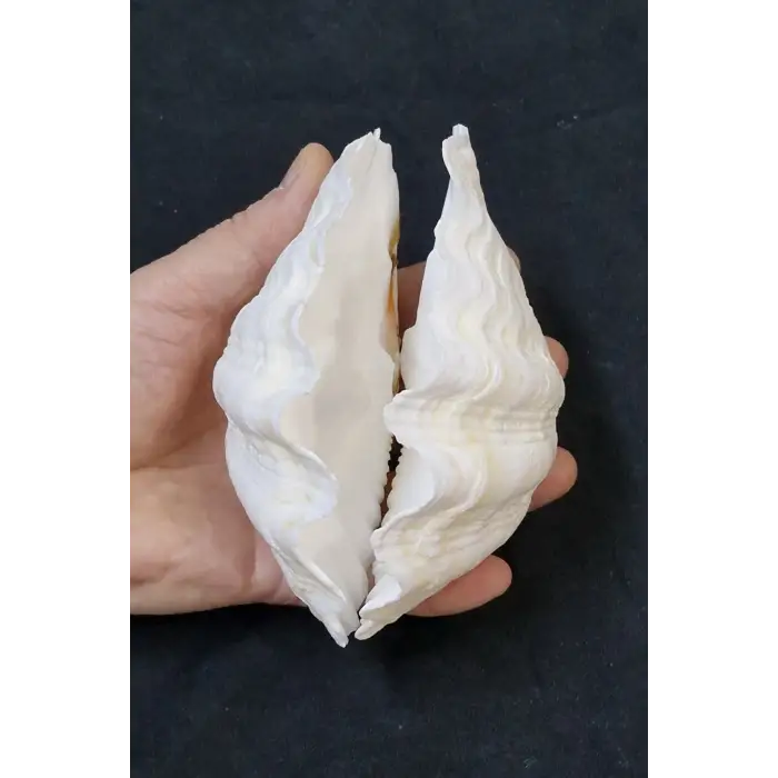 İki Parçalı Deniz Kabuğu Tridacna Gigas 30-P2