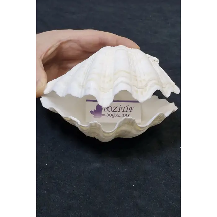 İki Parçalı Deniz Kabuğu Tridacna Gigas 30-P2