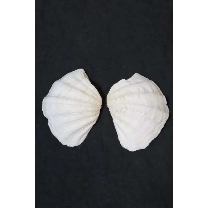 İki Parçalı Deniz Kabuğu Tridacna Gigas 30-P2