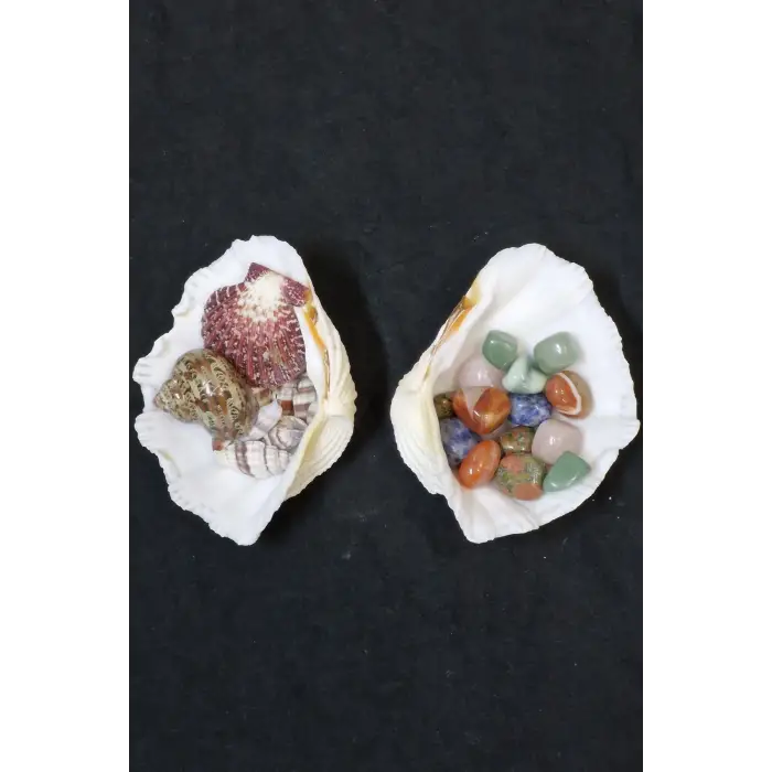 İki Parçalı Deniz Kabuğu Tridacna Gigas 30-P2