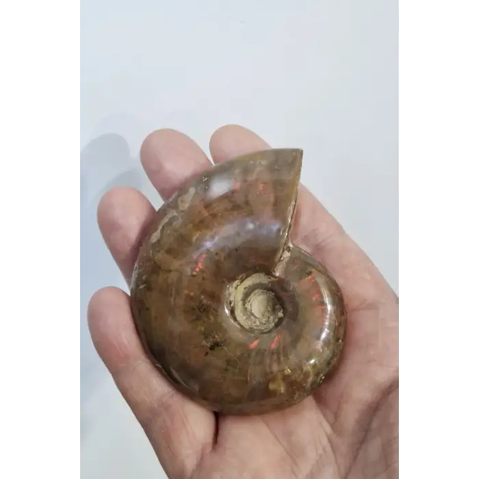 Opalize Amonit Fosili, Işıltılı Koleksiyonluk Parça 535A