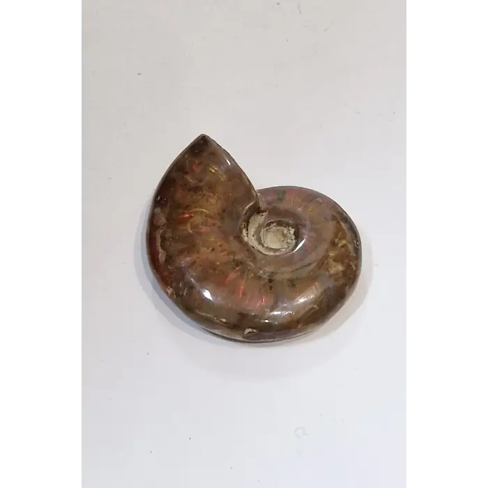 Opalize Amonit Fosili, Işıltılı Koleksiyonluk Parça 535A