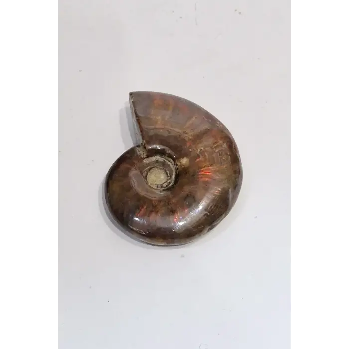 Opalize Amonit Fosili, Işıltılı Koleksiyonluk Parça 535A