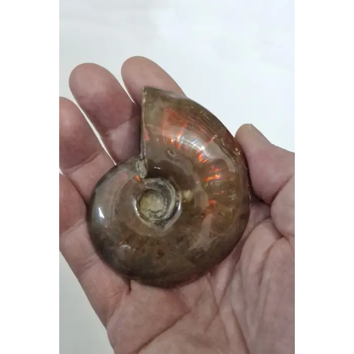 Opalize Amonit Fosili, Işıltılı Koleksiyonluk Parça 535A