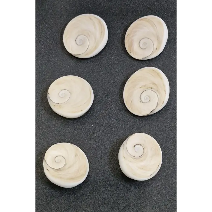 Büyük Boy Doğal Yılancık Taşı Operculum 222Y