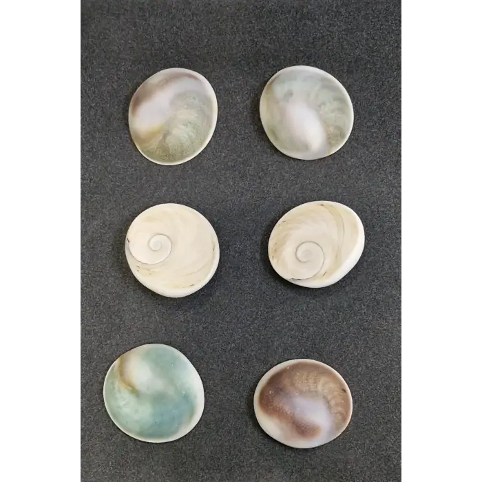 Büyük Boy Doğal Yılancık Taşı Operculum 222Y