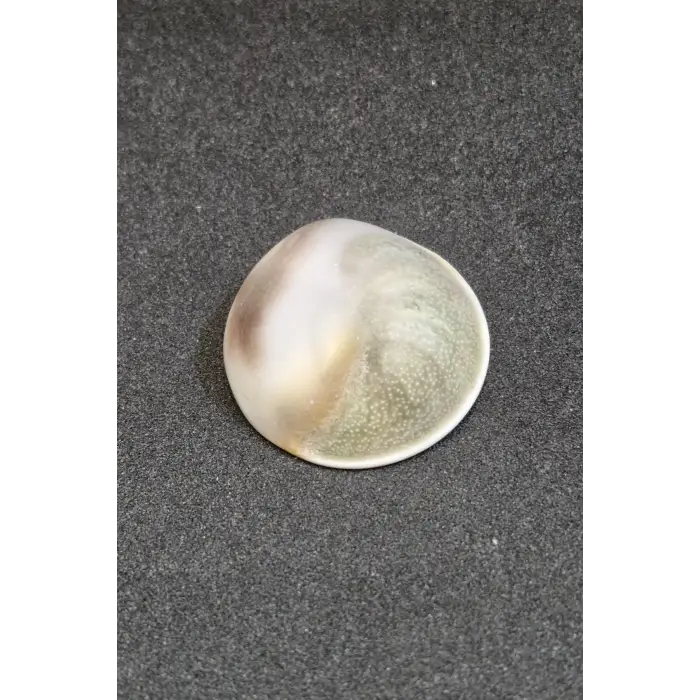 Büyük Boy Doğal Yılancık Taşı Operculum 222Y